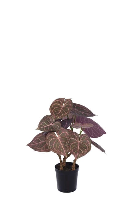 Anthurium