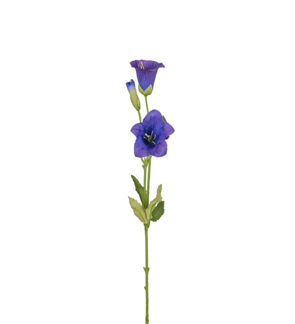 Campanula