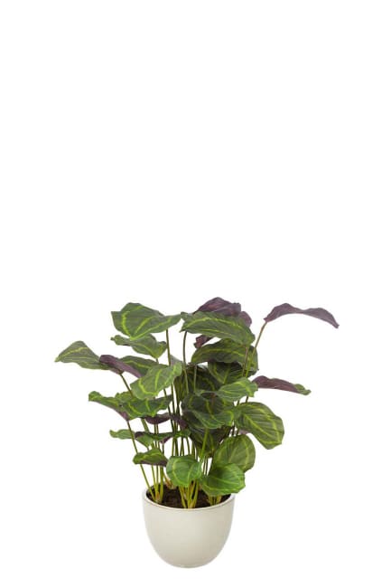 Calathea