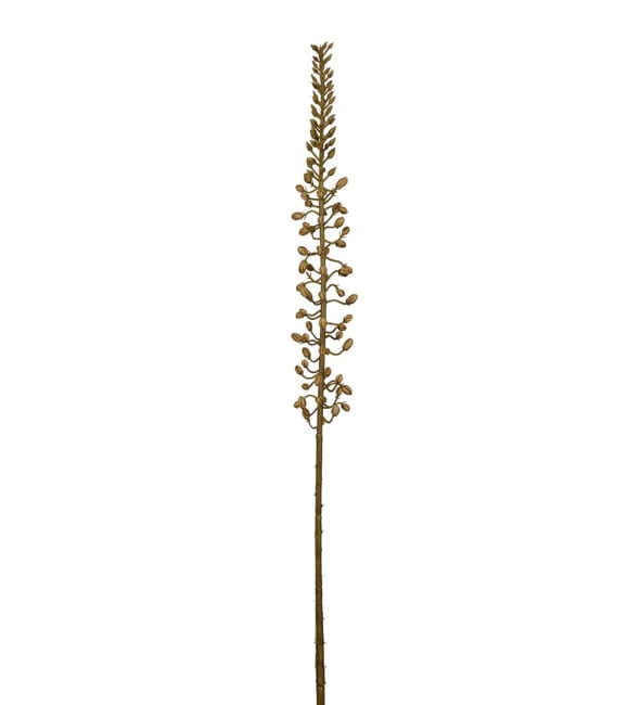 Eremurus