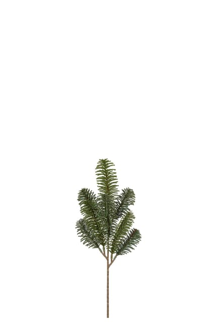 Spruce twig