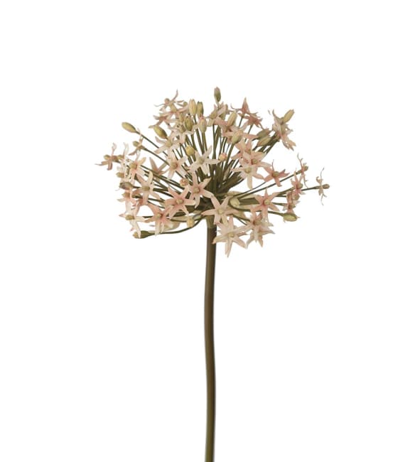 Allium
