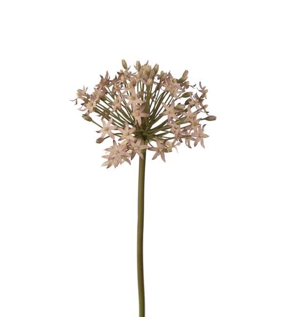 Allium