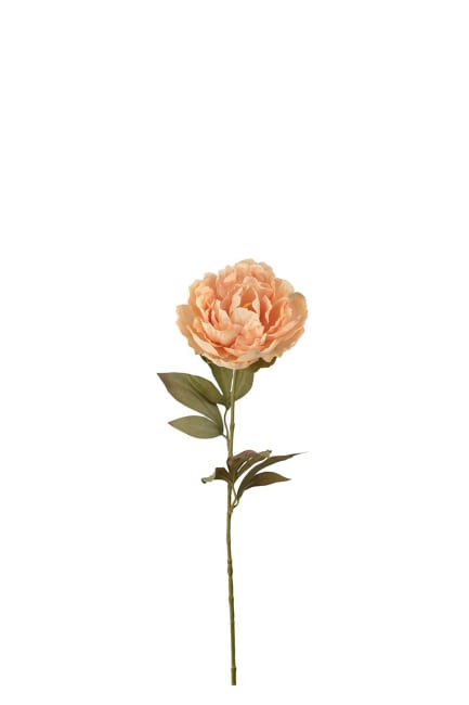 Pion