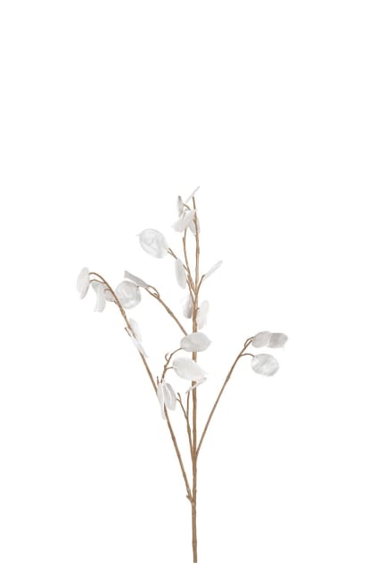 Lunaria