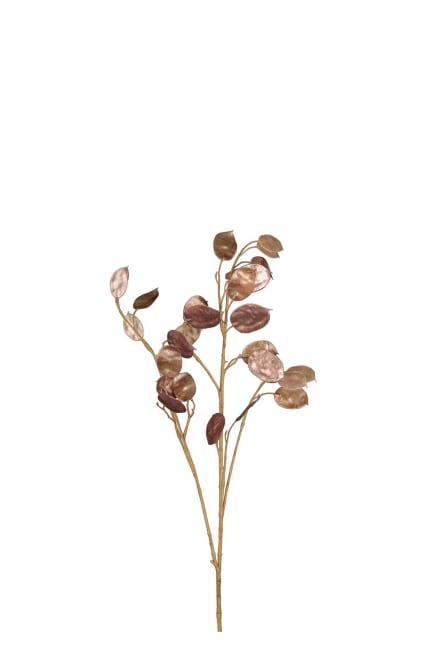 Lunaria