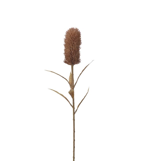 Banksia