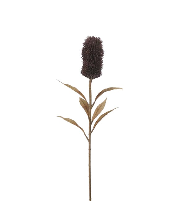 Banksia