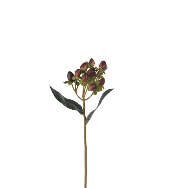 Hypericum