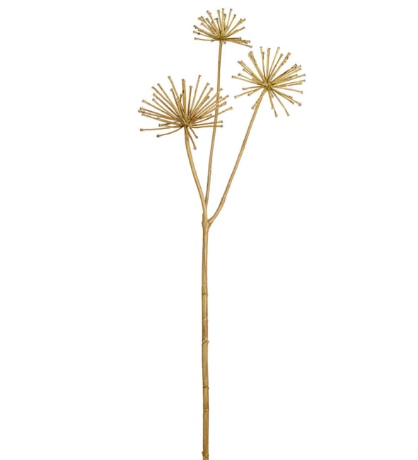 Allium