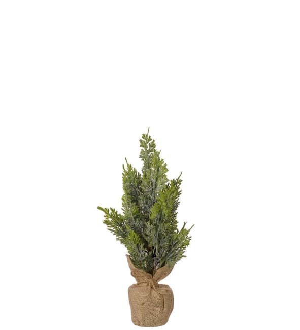 Cypress i kruka