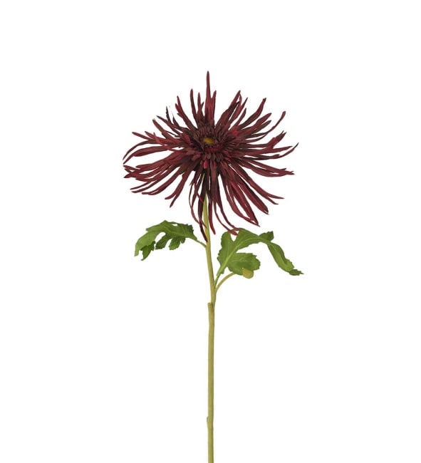 Chrysanthemum