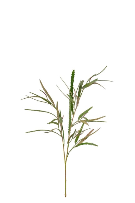 Grevillea