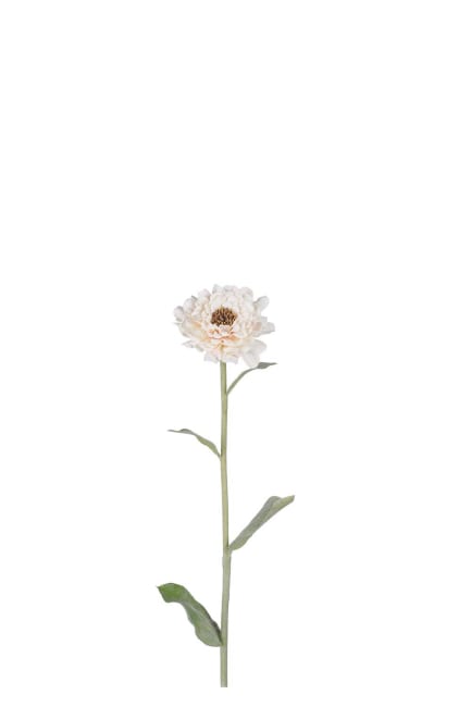 Zinnia