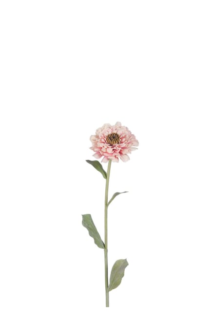 Zinnia