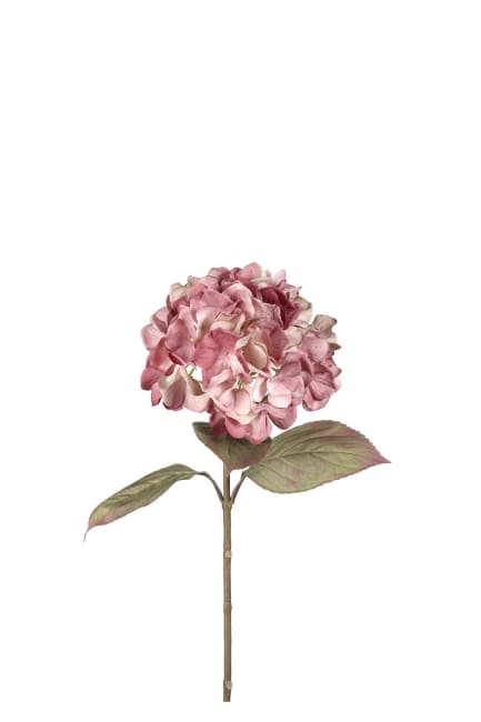 Hortensia