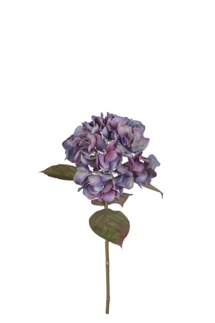 Hortensia