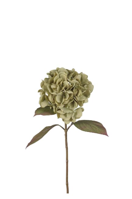 Hortensia