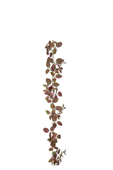 Fittonia girlang