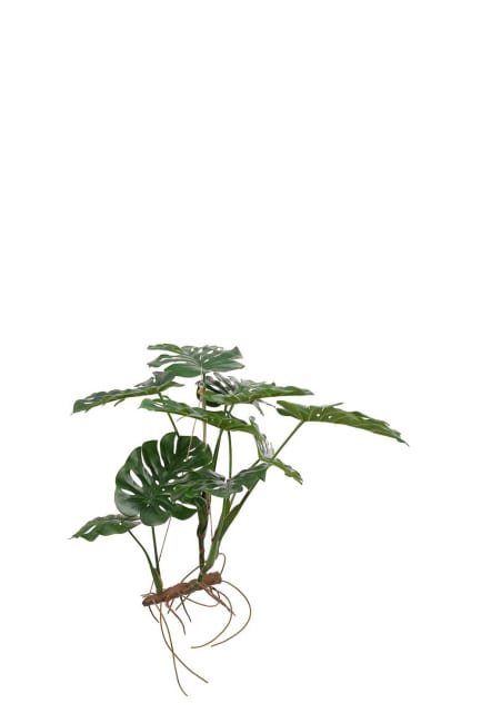 Monstera