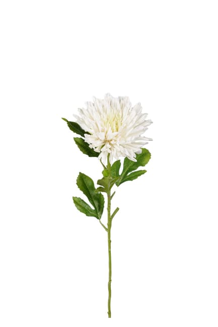 Chrysanthemum