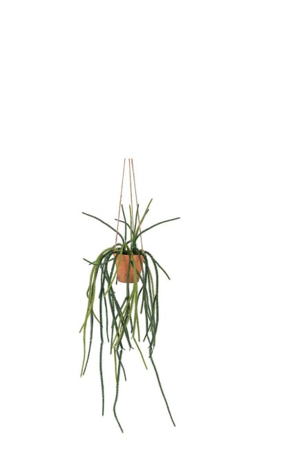 Senecio