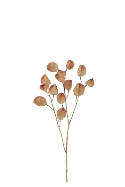 Physalis