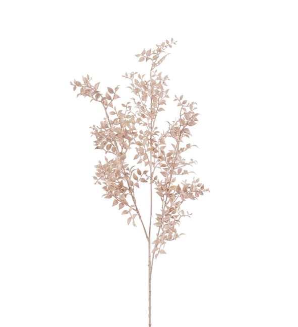 Ruscus