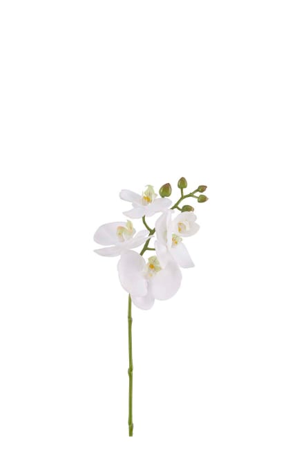 Phalaenopsis