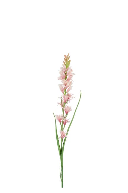 Tuberosa