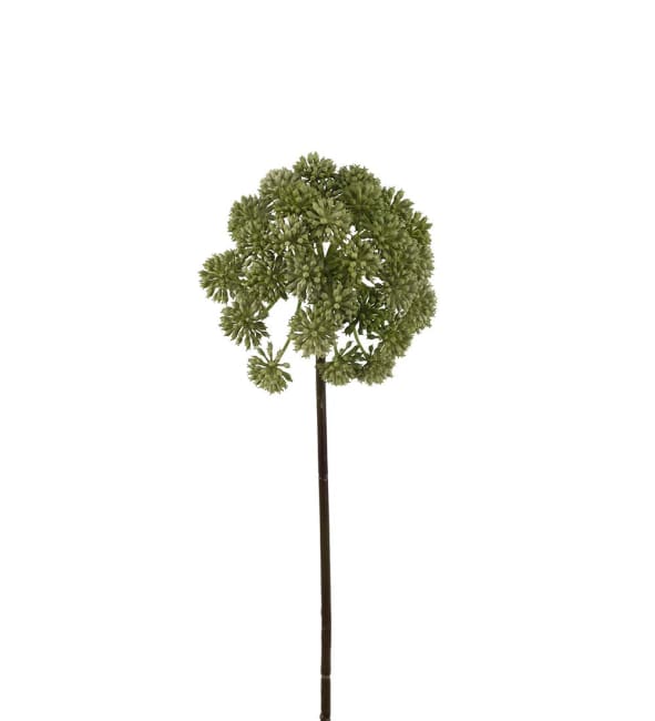 Angelica