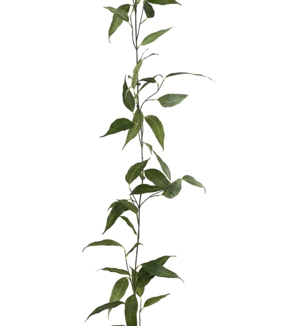 Eucalyptus girlang