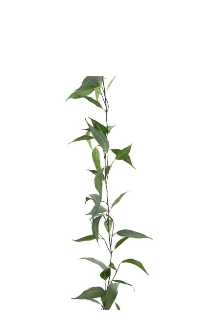 Eucalyptus girlang
