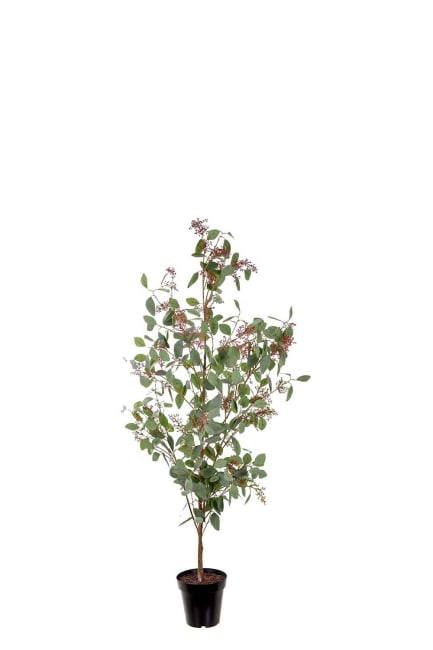 Eucalyptus