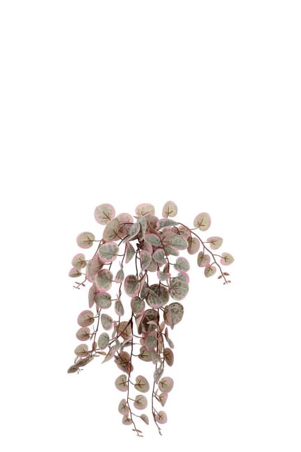 Peperomia