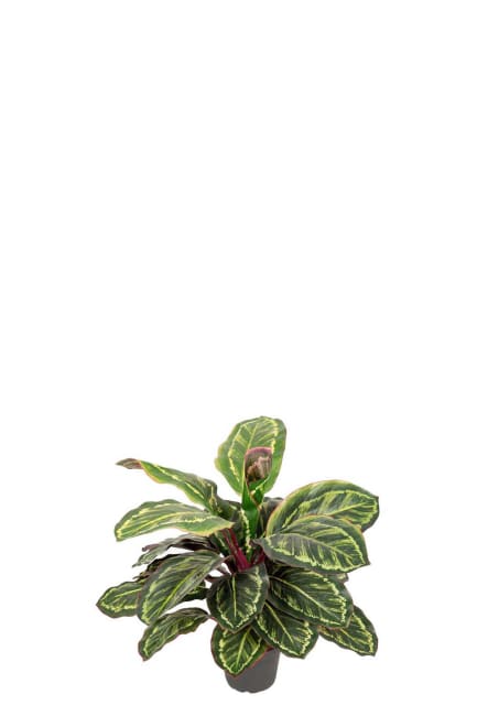 Maranta