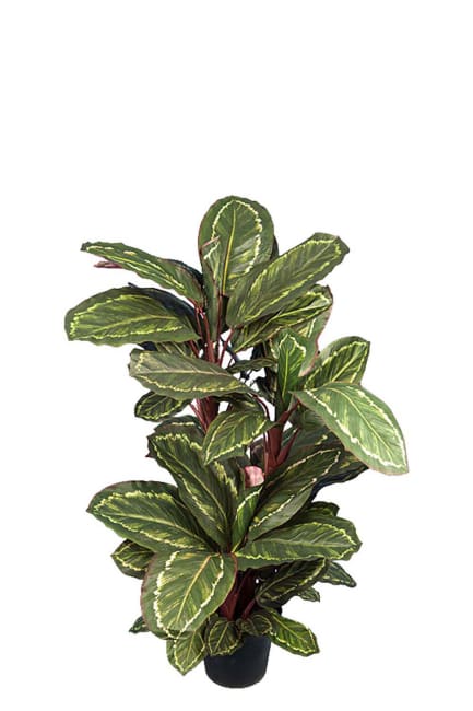 Maranta