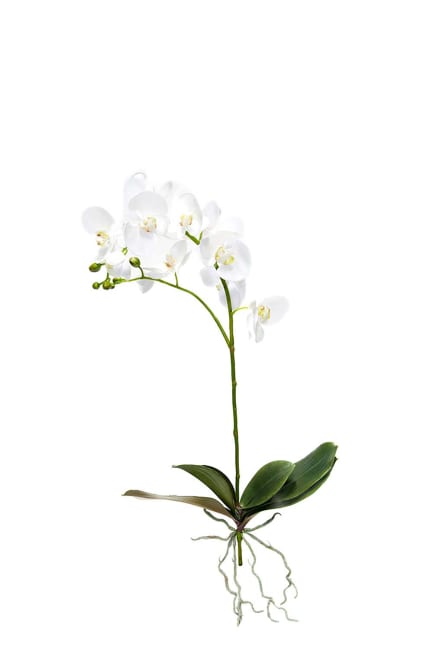 Phalaenopsis