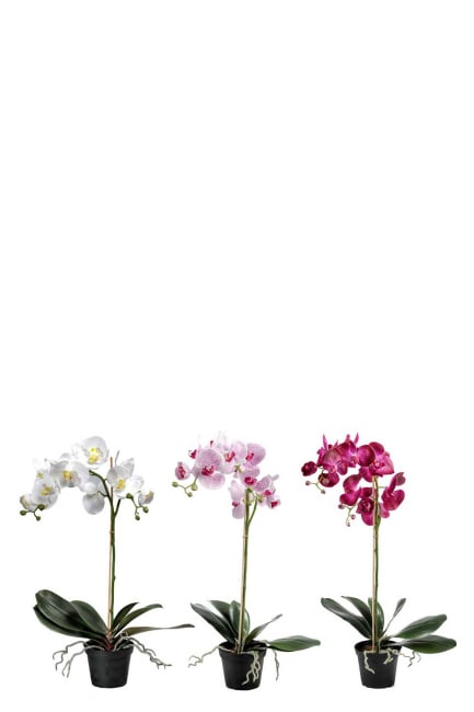 Phalaenopsis