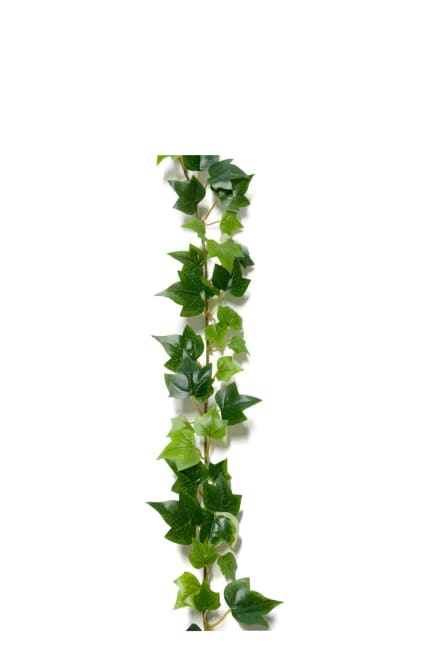 Murgröna
