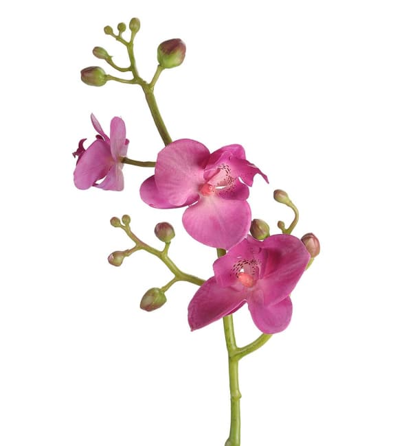 Phalaenopsis