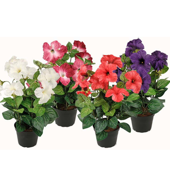 Petunia mix