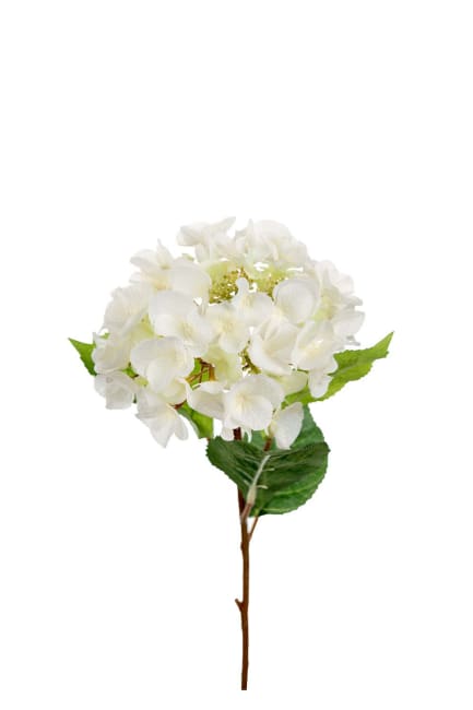 Hortensia