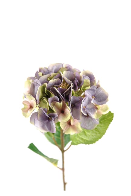 Hortensia