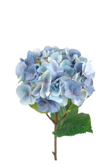 Hortensia
