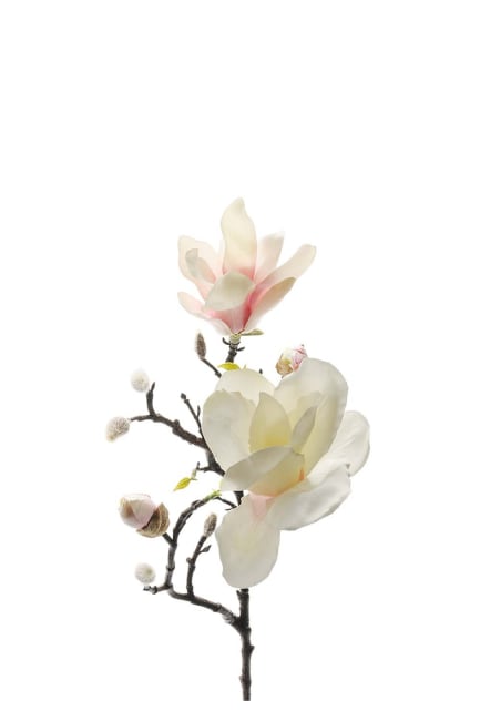 Magnolia