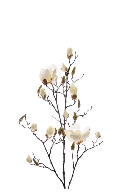 Magnolia