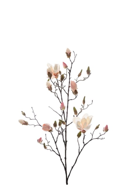 Magnolia