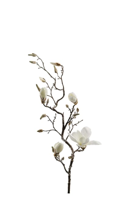 Magnolia