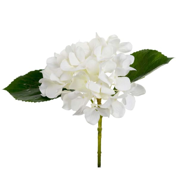 Hortensia